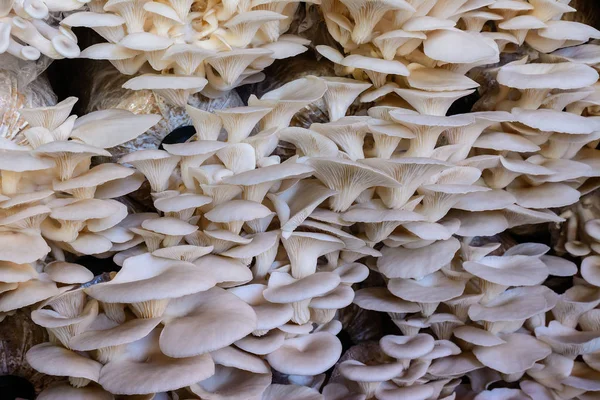 Vista frontal do cogumelo Oyster crescendo em nusery planta, agricu — Fotografia de Stock