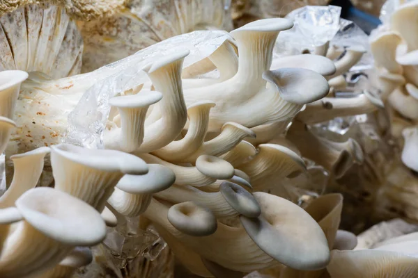 Cogumelo ostra crescendo em nudismo vegetal, conceito de comida natural , — Fotografia de Stock