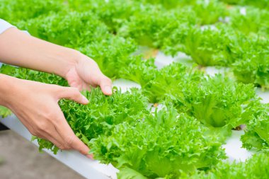 Hydroponic sebze çiftliği (fillie Iceburg marul).