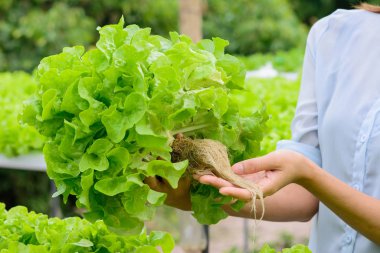 Hydroponic sebze çiftliği (yeşil meşe bitkisel).
