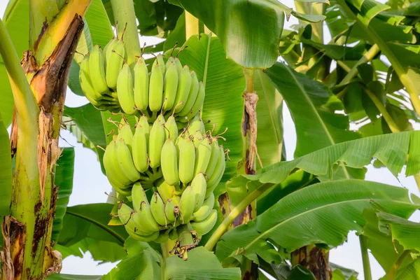 Primer plano de banano colgando, banana field, banana farm . Fotos de stock libres de derechos