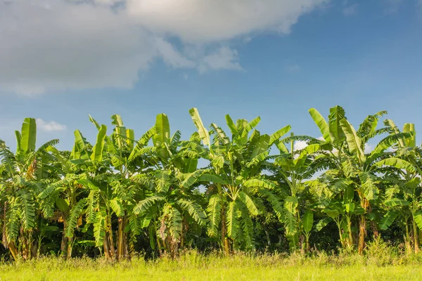 Campo de plátano, granja de plátanos con fondo de cielo azul . Imágenes de stock libres de derechos
