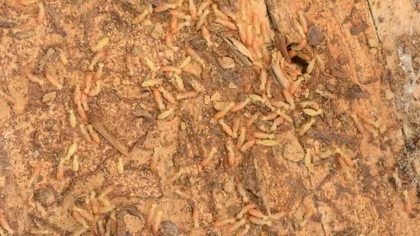Group of Termite working on rotten Wood. — Stock Video