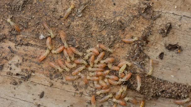 Grupp av termit arbetar på murket trä. — Stockvideo