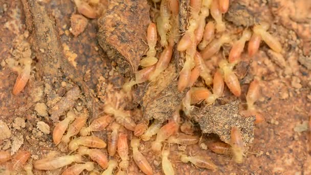 Groep van de termiet werken op verrot hout. — Stockvideo