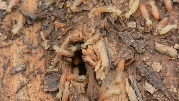 Groupe de Termites travaillant sur du bois pourri . — Video