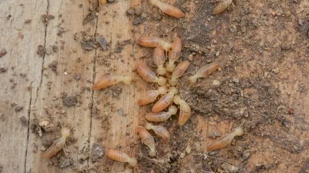 Grupa Termite pracy na zgniłym drewnie. — Wideo stockowe