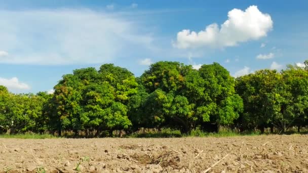 Mango Farm Vagy Mangó Mezőben Kék Mezőgazdasági Koncepció — Stock videók