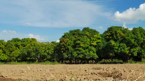 Mango Çiftlik Veya Mango Alan Mavi Gökyüzü Tarım Kavramı Ile — Stok video