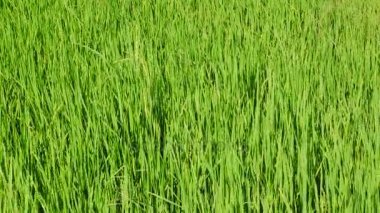 Yeşil pirinç alan rüzgarla hareket. Yeşil pirinç alan veya pirinç grupta kapatın. Tarım Tohum Sanayi kavramı.