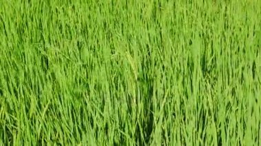 Yeşil pirinç alan rüzgarla hareket. Yeşil pirinç alan veya pirinç grupta kapatın. Tarım sanayi kavramı.