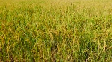 Rüzgarda sallanan altın pirinç kulaklarına kadar kapatmak. Altın pirinç tarlalarının hasat önce kapatın. Tarım sanayi kavramı. 