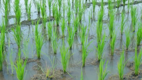 Pirinç Filizlenir Pirinç Alan Içinde Pirinç Lahanası Büyüyen Yukarıya Içinde — Stok video