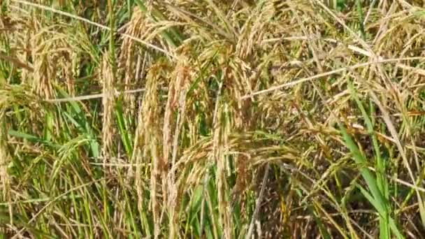 Nahaufnahme Ohren Von Goldenem Reis Schwingen Wind Goldene Reisfelder Nahaufnahme — Stockvideo