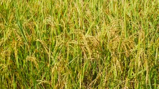 Nahaufnahme Ohren Von Goldenem Reis Schwingen Wind Goldene Reisfelder Nahaufnahme — Stockvideo