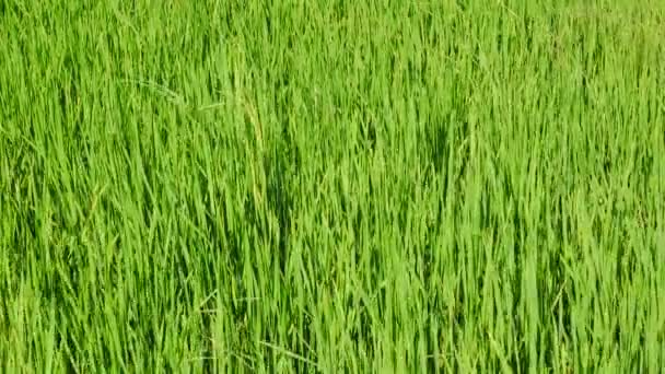 緑の田んぼが風で流されて グリーン フィールドや米稲作のクローズ アップ 農業の概念 — ストック動画
