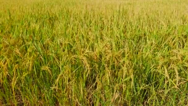 風に揺れる黄金の稲穂を閉じます 収穫前に の黄金の田んぼをクローズ アップ 農業産業のコンセプト — ストック動画