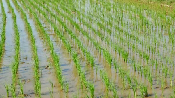 稻田里的豆芽 在农场里生长的秧苗 农业产业概念 — 图库视频影像