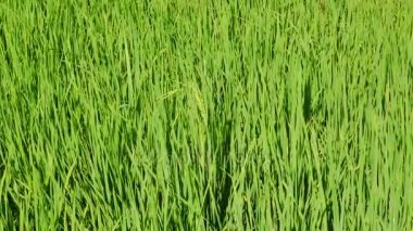 Yeşil pirinç alan rüzgarla hareket. Yeşil pirinç alan veya pirinç grupta kapatın. Tarım Tohum Sanayi kavramı.