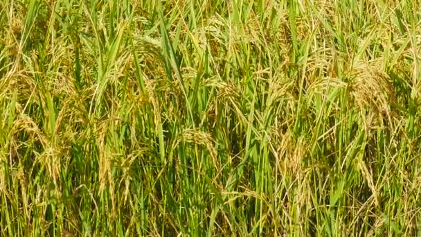 Nahaufnahme Ohren Von Goldenem Reis Schwingen Wind Goldene Reisfelder Nahaufnahme — Stockvideo