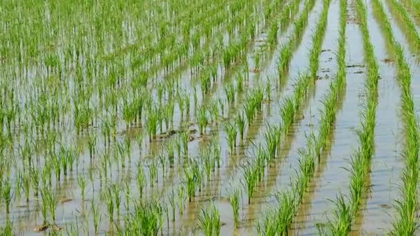 Ris Groddar Risfält Ris Groddar Växer Upp Farm Agricultural Branschen — Stockvideo