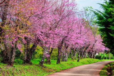 Vahşi Himalaya Cherry Blossom, güzel pembe sakura çiçek. 