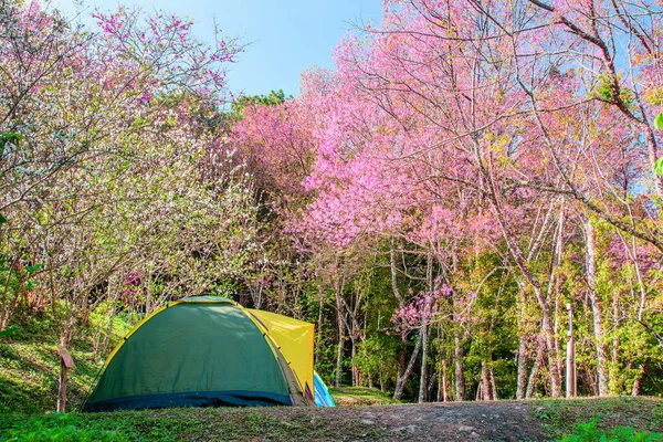 Camping tent with Wild Himalayan Cherry (Pink Sakura)Blooming.
