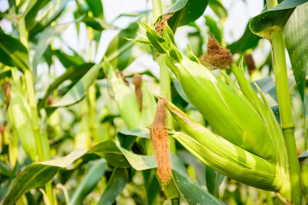 Primer plano de la espiga de maíz listo para la cosecha, campo de maíz, granja de maíz . — Foto de Stock