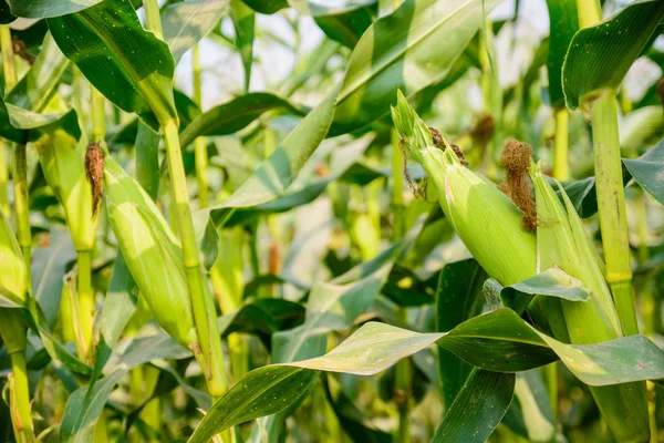 Closeup de espiga de milho pronto para a colheita, campo de milho, fazenda de milho . — Fotografia de Stock
