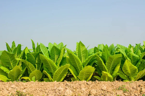 Campo de tabaco verde con fondo de cielo azul liso . — Foto de Stock