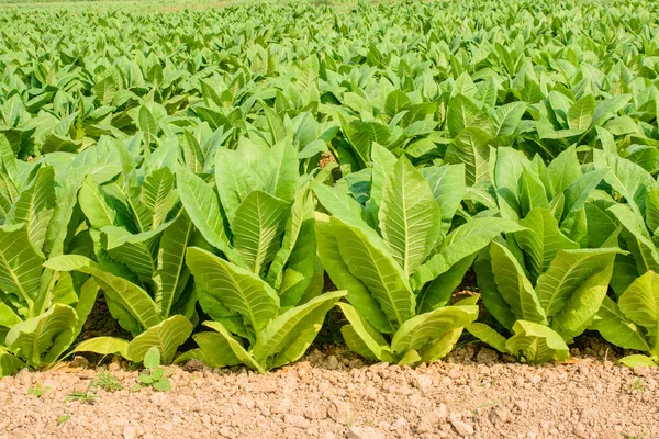 Yeşil tütün alan, tütün ekimi. — Stok fotoğraf