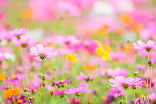 Fo を庭でぼかしの背景にコスモスの花を閉じる. ストック写真
