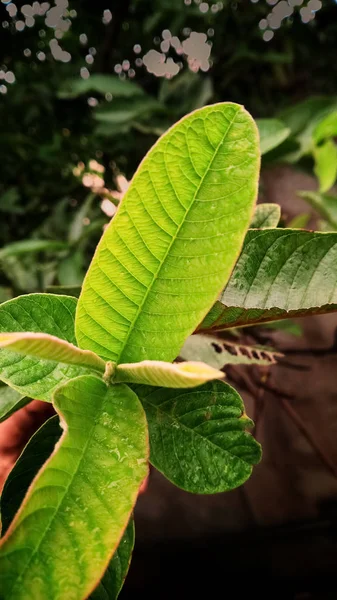 Taze ve yeşil renkli guava yaprağı.