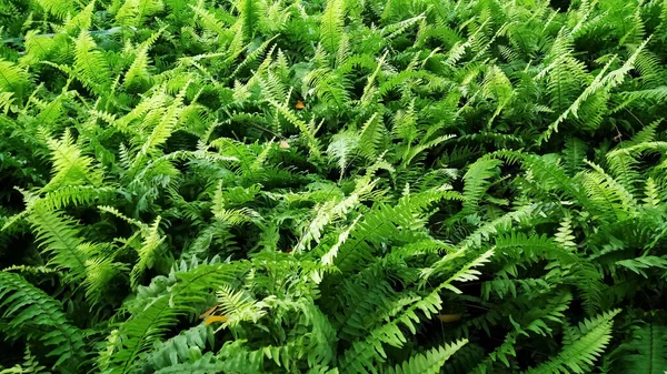 Pteridophyta Yeşil Ormanı daha ferah