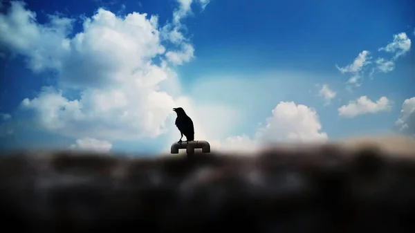 Bir karga güzel mavi gökyüzü ve bulutlarla tek başına duruyor.