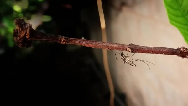 Mosquito resting on a tree. Male and female mosquitoes feed on nectar and plant juices. — Stock Photo, Image