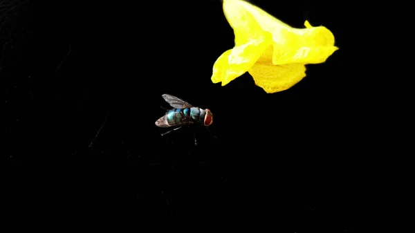Macro mosca do inseto na flor amarela . — Fotografia de Stock
