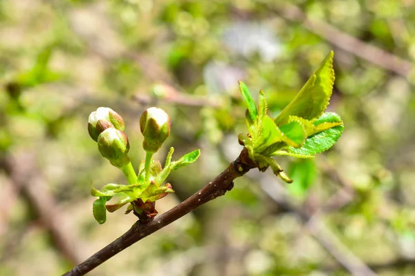 Mladé zelené listy a poupata třešně na větvi stromu na rozmazaném pozadí. Jaro. Bloom. — Stock fotografie