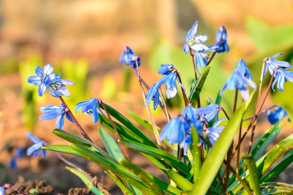 푸른 스 실라 시 베르카 또는스 실라 시 베르카의 초기 꽃들 입니다. 태양 아래서요. 푸른 실라 ( 실라 시 베르카 ) 가 정원에서 피어나고 있다. 깊이 가 얕은 분야. 선택적 초점. — 스톡 사진