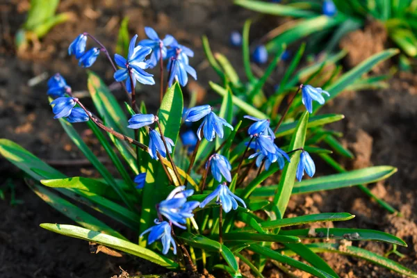 푸른 스 실라 시 베르카 또는스 실라 시 베르카의 초기 꽃들 입니다. 태양 아래서. — 스톡 사진