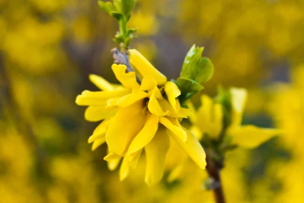 Amarelo Forsythia floresce em um arbusto contra um fundo amarelo borrado . — Fotografia de Stock