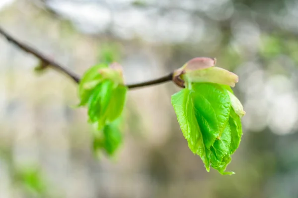 Mladé zelené listy na větvi na začátku jara zblízka. — Stock fotografie