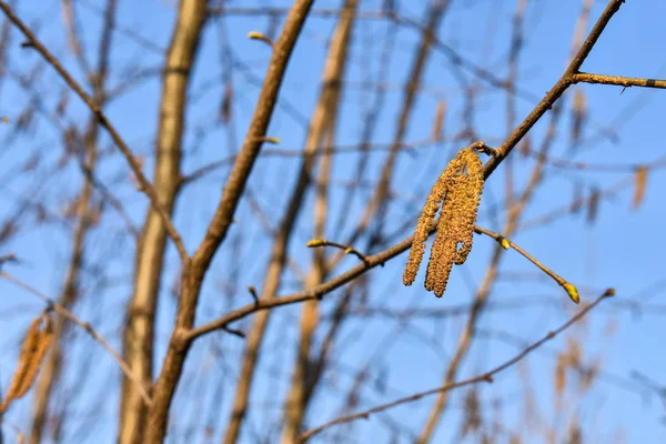 Haselnuss-Ohrringe blühen an einem Zweig vor blauem Himmel. Vorfrühling. — Stockfoto