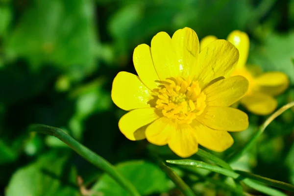 Pequenas flores amarelas de primavera, as primeiras flores . — Fotografia de Stock