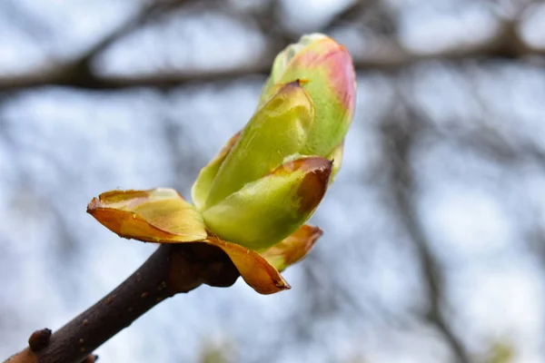 Mladé zelené pupeny na hnědé větvi na začátku jara zblízka na rozmazaném pozadí. — Stock fotografie