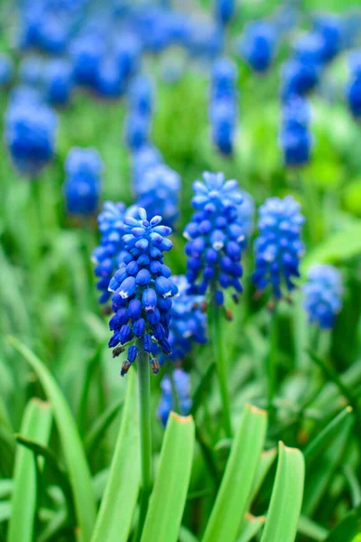 Spring flowers muscari - flower natural spring background with blooming spring flowers of muscari. Closeup of spring flowers. — 스톡 사진