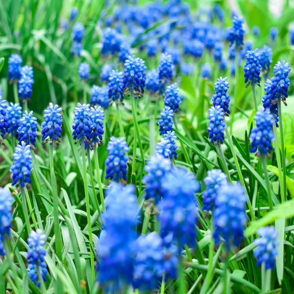 Spring flowers muscari - flower natural spring background with blooming spring flowers of muscari. Closeup of spring flowers. — 스톡 사진