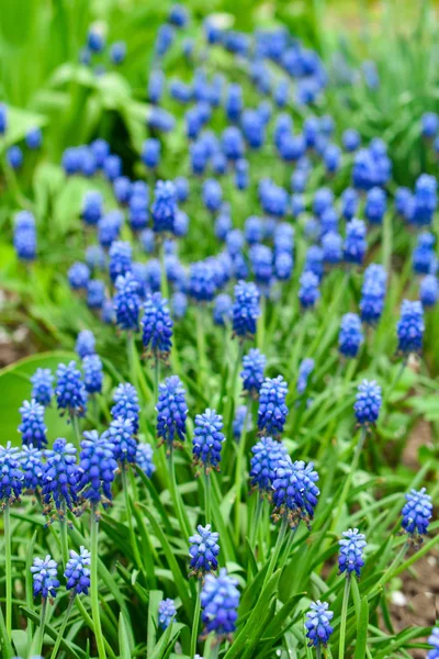 푸른 꽃 muscari 또는 murine 히 아 신 스 꽃 봉 오리와 잎. — 스톡 사진