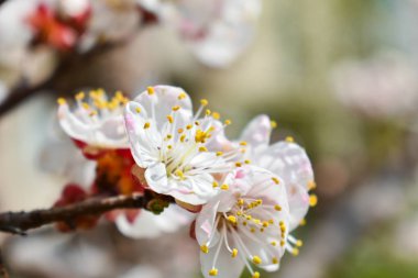 Bulanık bir arkaplanda beyaz kiraz çiçekleri. Yazı için uygun bir yer. Bahar.