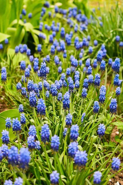 봄의 꽃 사스카 리 꽃 과 사스카 리의 꽃봉오리가 피는 자연적 인 봄의 배경. — 스톡 사진